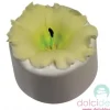 Controstampo surfinia
