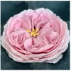 Cutter Rosa Inglese