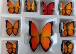 Farfalle Meravigliose