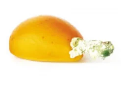 Foglie per frutta martorana Nespola