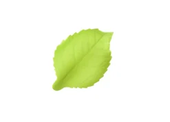 Foglie verde chiaro
