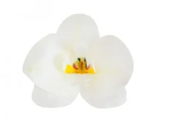 Orchidea Bianca in ostia