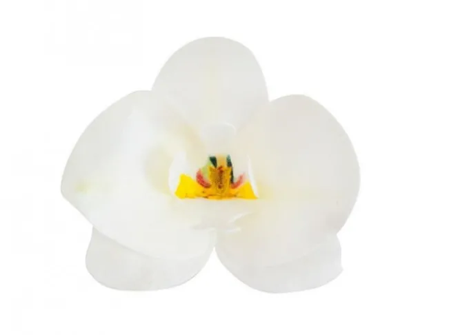 Orchidea Bianca in ostia