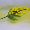 Ramo Mimosa per decorazioni