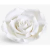 Rosa Grande Bianca