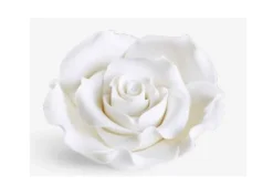 Rosa Grande Bianca