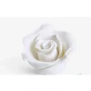 Rosa Media Bianca