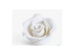 Rosa Piccola Bianca