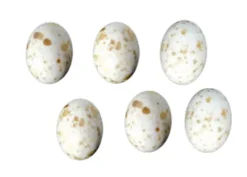 Uova cioccolato quaglie
