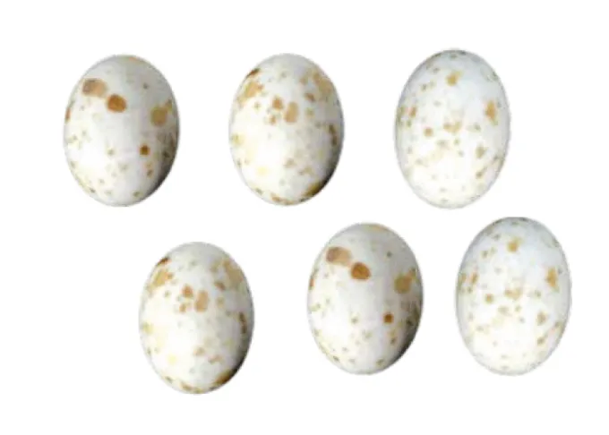 Uova cioccolato quaglie